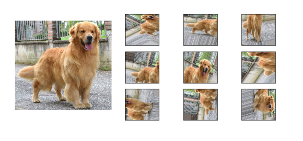 dog